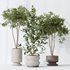 Indoor plants set 76 Wilsonii Chemlali Olive and Elegant Monstera and Ficus Microcarpa - Thumbnail 6
