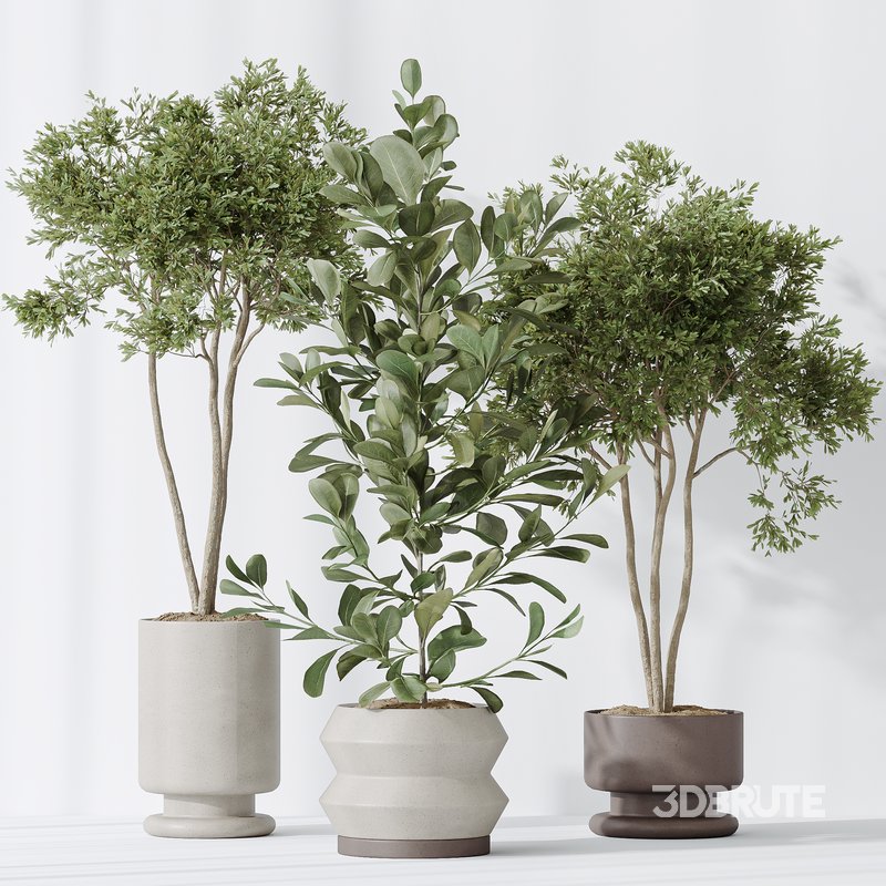 Indoor plants set 76 Wilsonii Chemlali Olive and Elegant Monstera and Ficus Microcarpa Image 6