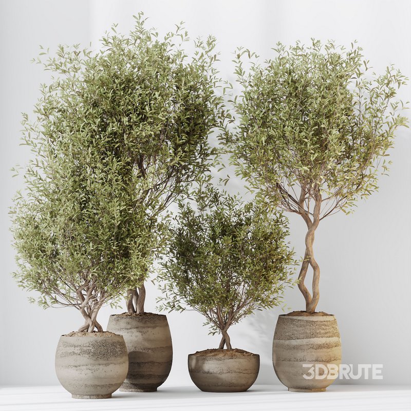 HQ HousePlants Mission Kalamata Leccino Arbequina Wilsonii Chemlali Olive Set 41 Image 3