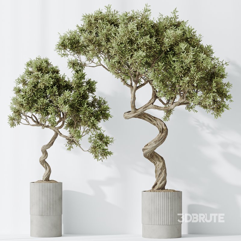 Indoor plants set 88 Mission Kalamata Leccino Arbequina Wilsonii Chemlali Olive Image 5