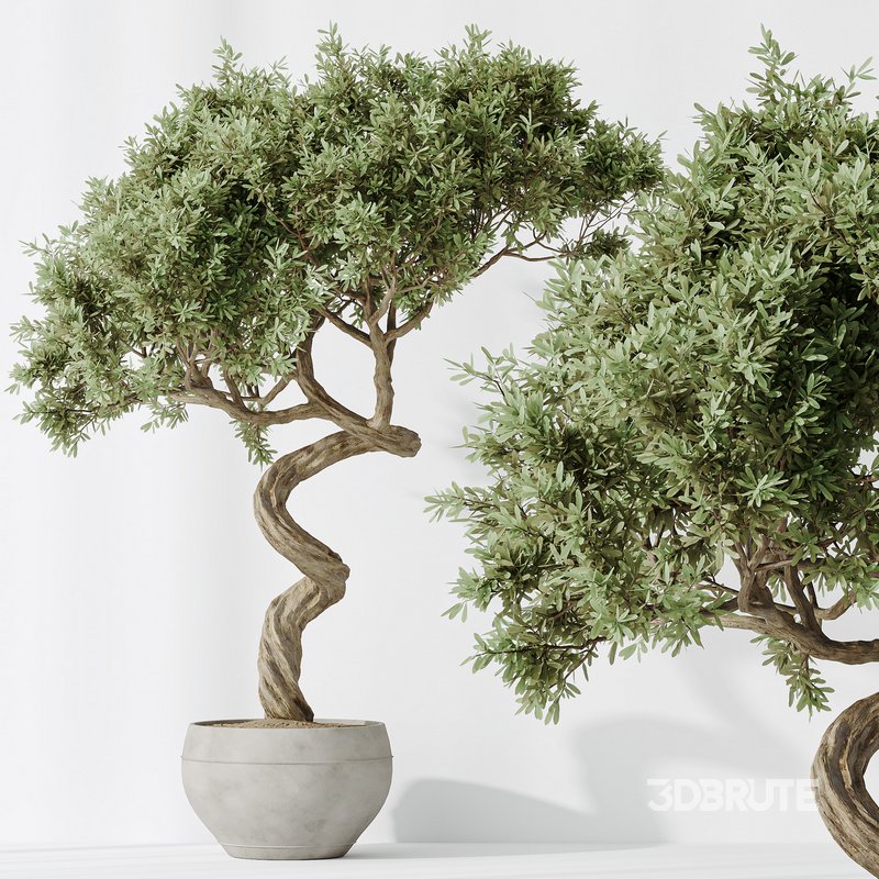 Indoor plants set 82 Ficus Cyathistipula and Green Sansevieria and Wilsonii Chemlali Olive Image 6