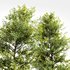 Acer Saccharinum and Buergerianum - Thumbnail 2