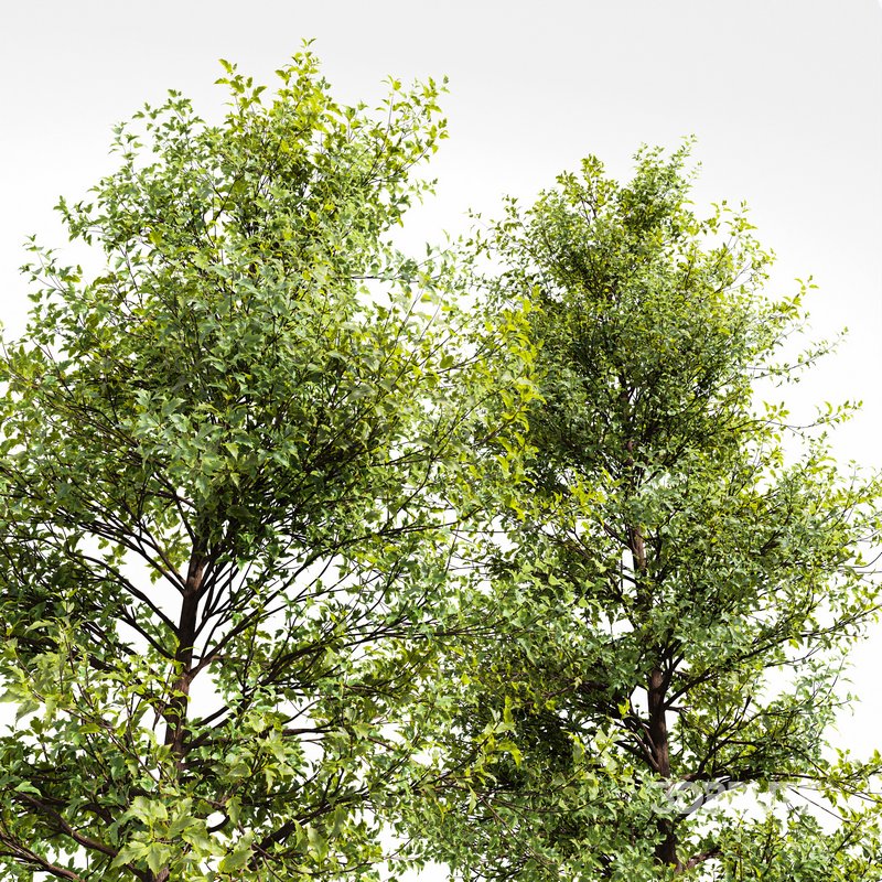 Acer Saccharinum and Buergerianum Image 2