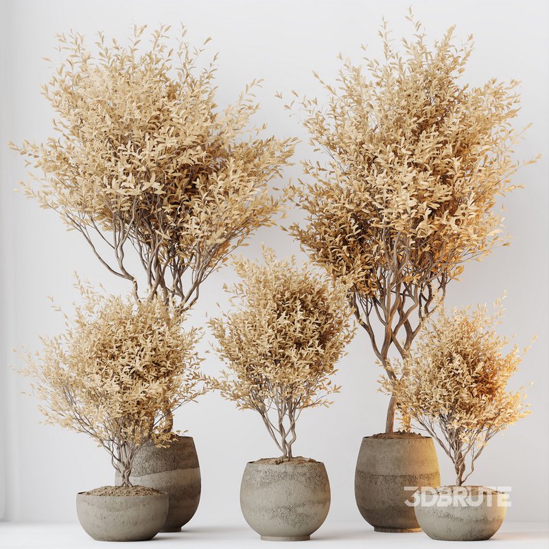 HQ HousePlants Mission Kalamata Leccino Arbequina Wilsonii Chemlali Olive Set 42 Image 4