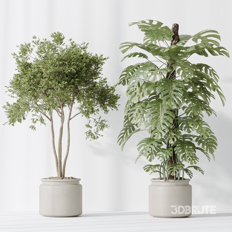 Indoor plants set 83 Areca Majesty Palm and ParadiseBird and Chemlali Olive and Elegant Monstera Image 3