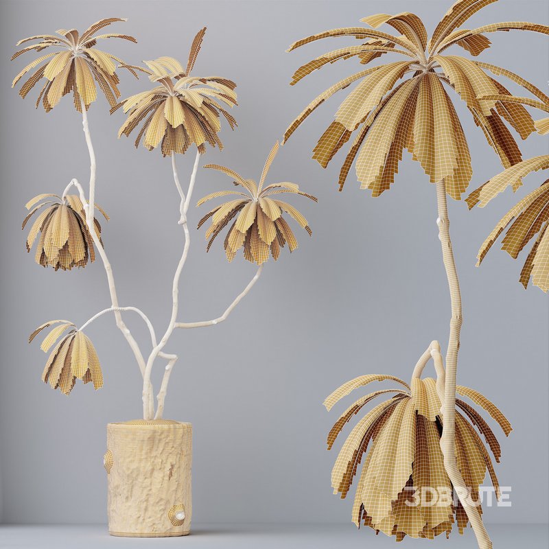 HQ HousePlants Decorative Ficus Cyathistipula African Fig Image 4