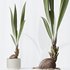 Indoor plants set 92 Mission Leccino Arbequina Olive and Genus Cocos Coconut Palm - Thumbnail 6