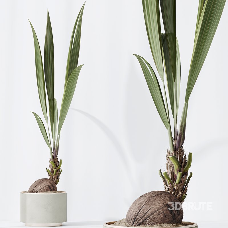 Indoor plants set 92 Mission Leccino Arbequina Olive and Genus Cocos Coconut Palm Image 6