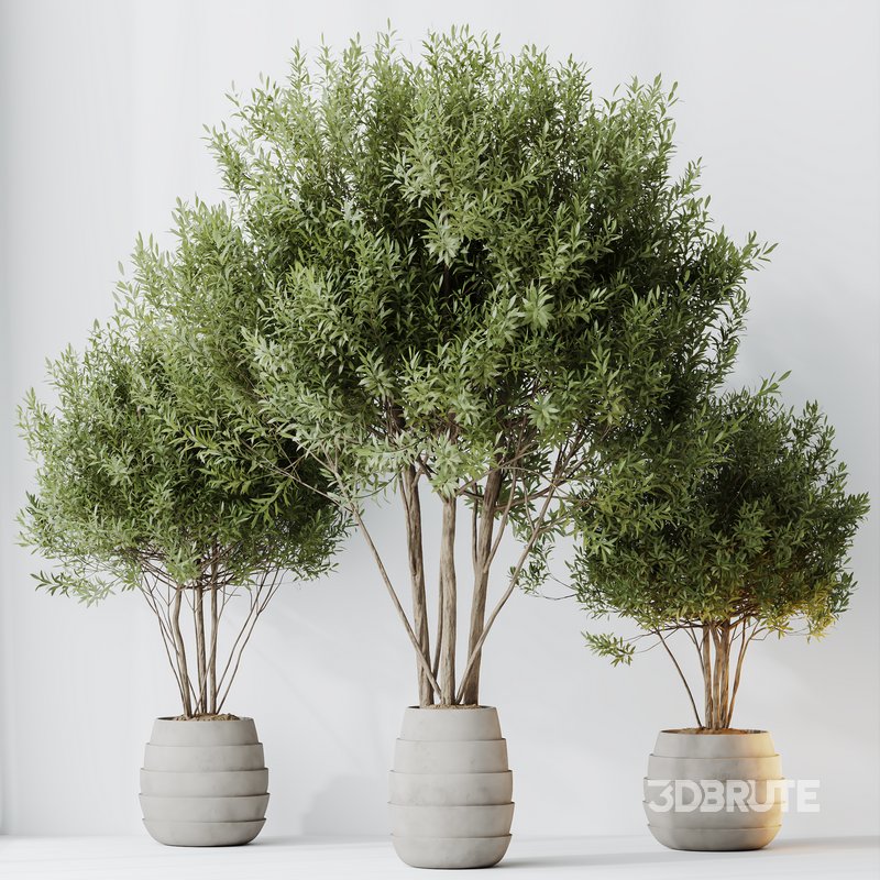 HQ HousePlants Mission Kalamata Leccino Arbequina Wilsonii Chemlali Olive Set 35 Image 4