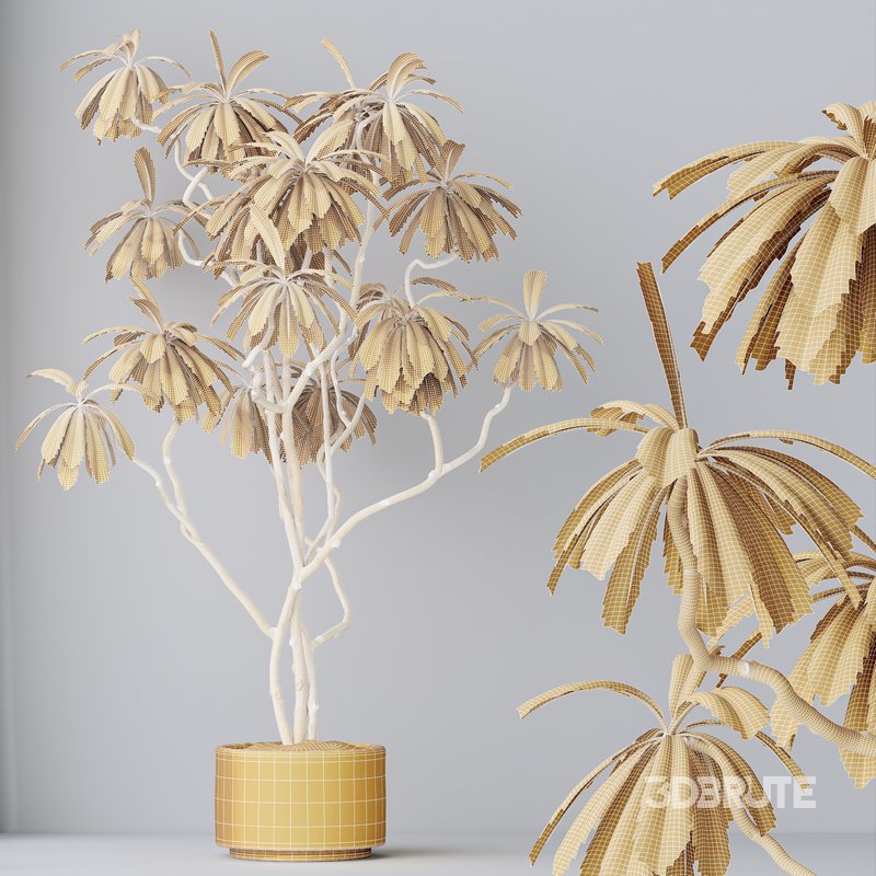 HQ HousePlants Decorative Ficus Cyathistipula African Fig02 Image 2