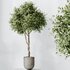 Indoor plants set 90 Mission Kalamata Leccino Arbequina Wilsonii Chemlali Olive - Thumbnail 2