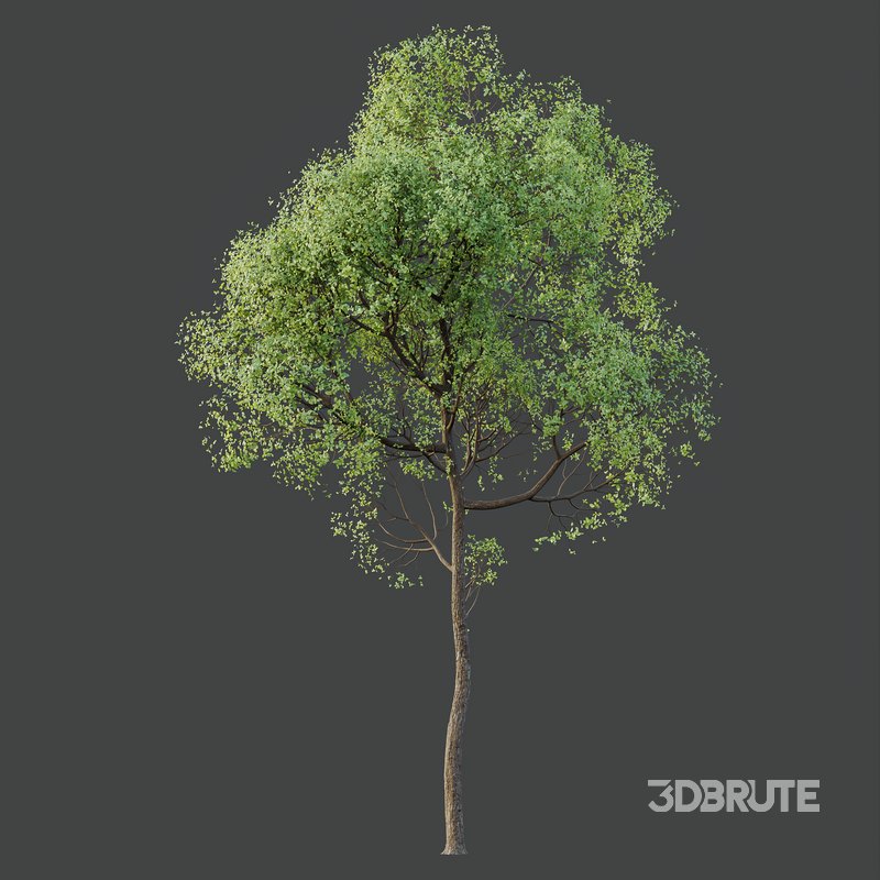 HQ Plants Shorea Robusta Sal Tree02 Image 3