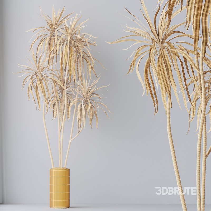 HQ HousePlants Dracaena Warneckii Lemon Lime Cane Dragon Version06 Image 3