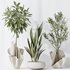 Indoor plants set 86 Mission Kalamata Olive and Ficus African Fig and Aspidistra Elatior - Thumbnail 6