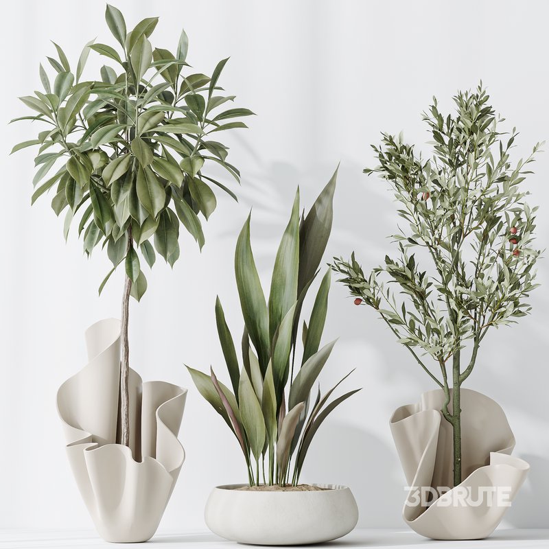 Indoor plants set 86 Mission Kalamata Olive and Ficus African Fig and Aspidistra Elatior Image 6