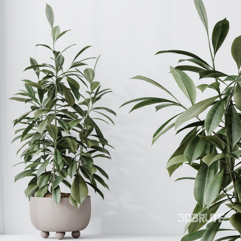 Indoor plants set 74 Ficus Microcarpa Indian Laurel and Ficus Cyathistipula African Fig and Aspidistra Elatior and ParadiseBird Image 2