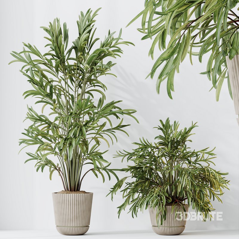 HQ HousePlants Dypsis Lutescens Areca Palm Image 2