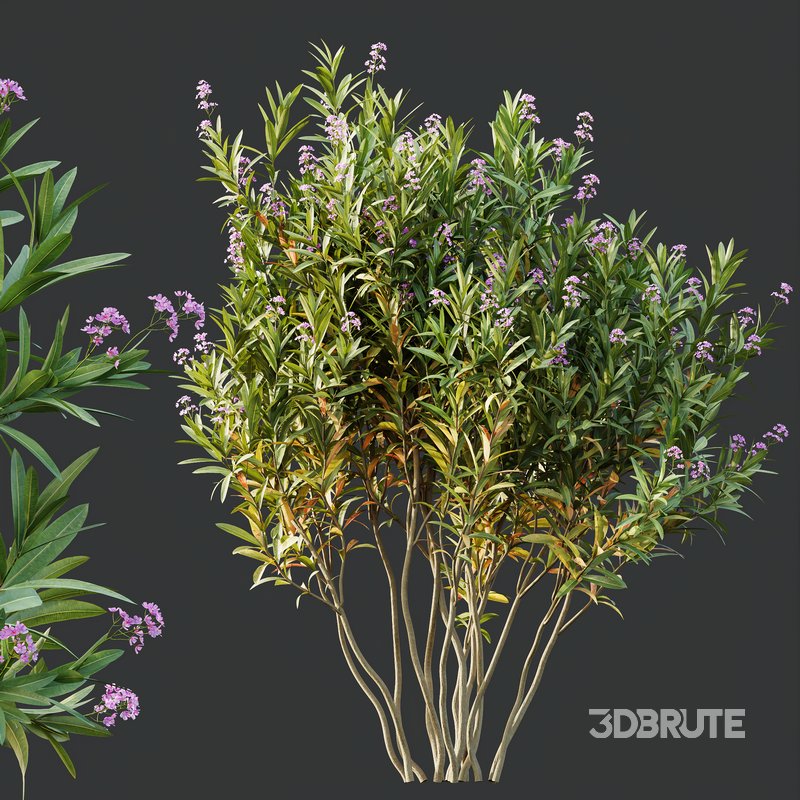 Phillyrea Angustifolia Rosemarinifolia and Oleander Laurier Kaner Rose Image 3