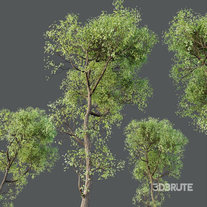 HQ Plants Shorea Robusta Sal Tree03 Image 5