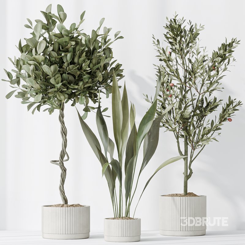 Indoor plants set 79 Wilsonii Chemlali Olive and Ficus Microcarpa and Mission Olive Image 4