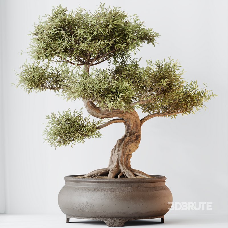 HQ HousePlants Mission Kalamata Leccino Arbequina Wilsonii Chemlali Olive Set 43 Image 2