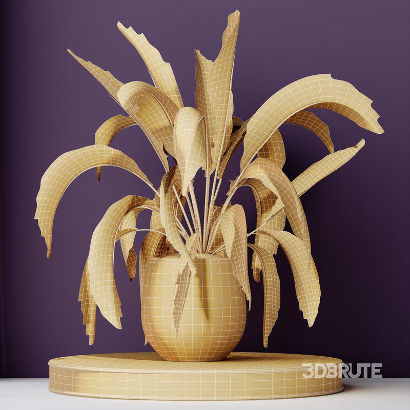 HQ HousePlants Spathiphyllum Wallisii Bellini Peace Lily Domino Set03 Image 3