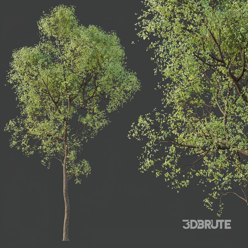 spring trees Shorea Robusta Sal Image 2