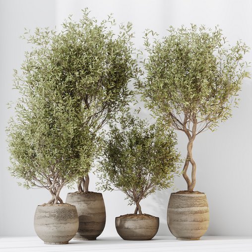 HQ HousePlants Mission Kalamata Leccino Arbequina Wilsonii Chemlali Olive Set 41