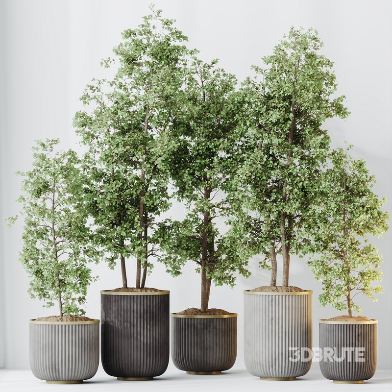 HQ HousePlants Mission Kalamata Leccino Arbequina Wilsonii Chemlali Olive Set 43 Image 4