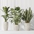 Indoor plants set 70 Majesty Cat Reed Palm and ParadiseBird - Thumbnail 4
