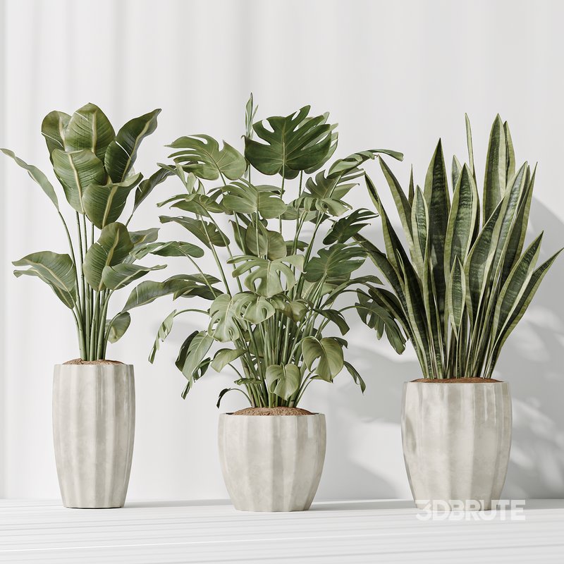 Indoor plants set 70 Majesty Cat Reed Palm and ParadiseBird Image 4