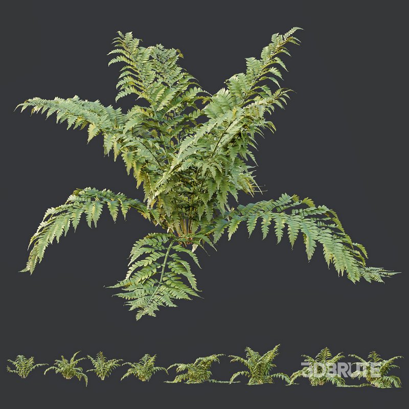 HQ Plants Macrothelypteris OligoPhlebia Torresiana Fern Image 4