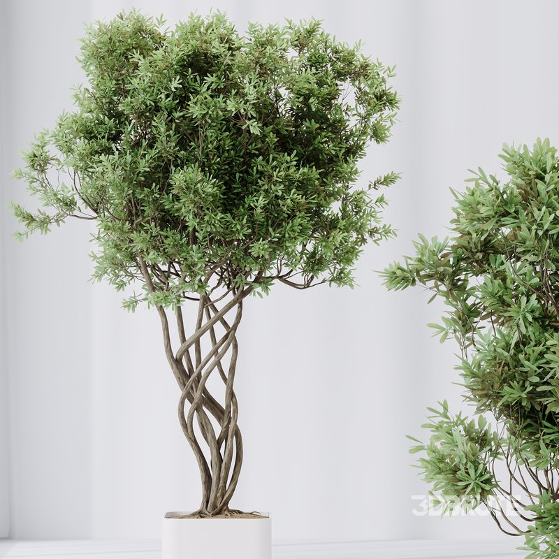 Indoor plants set 91 Green Sansevieria and Elegant Monstera and Ficus Microcarpa and Chemlali Olive Image 5