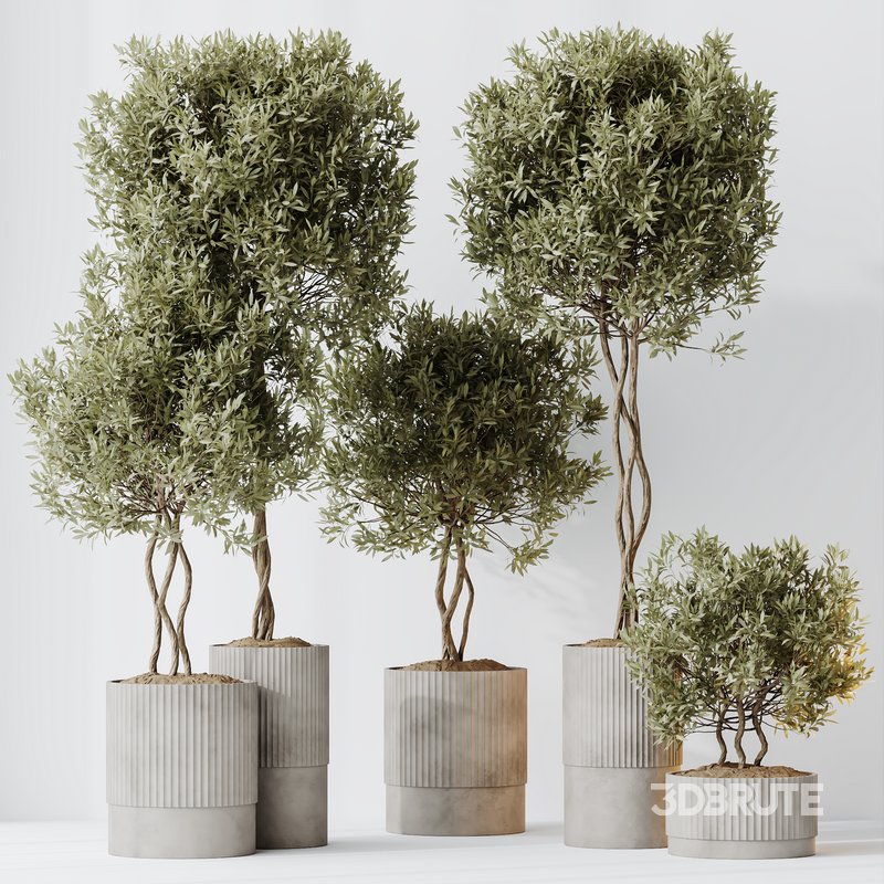 HousePlants Mission Kalamata Leccino Arbequina Wilsonii Chemlali Olive Set 37 Image 4