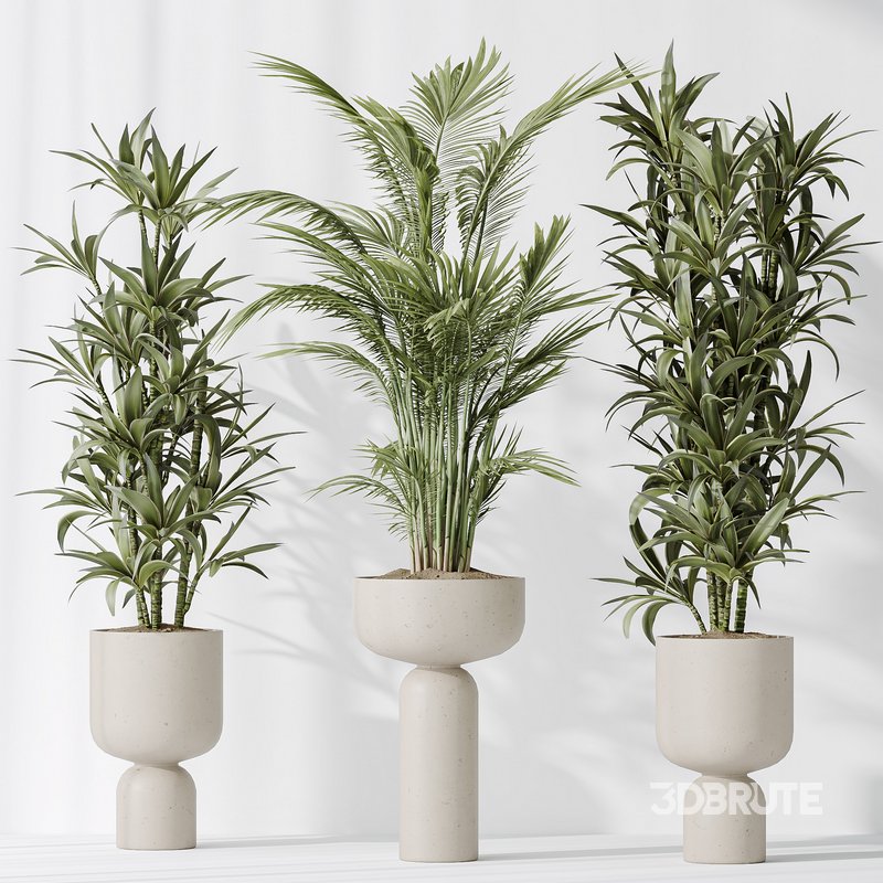 Indoor plants set 81 Areca Majesty and Rhapis Lady Palm and Lemon Lime Cane Dragon and ParadiseBird Image 5