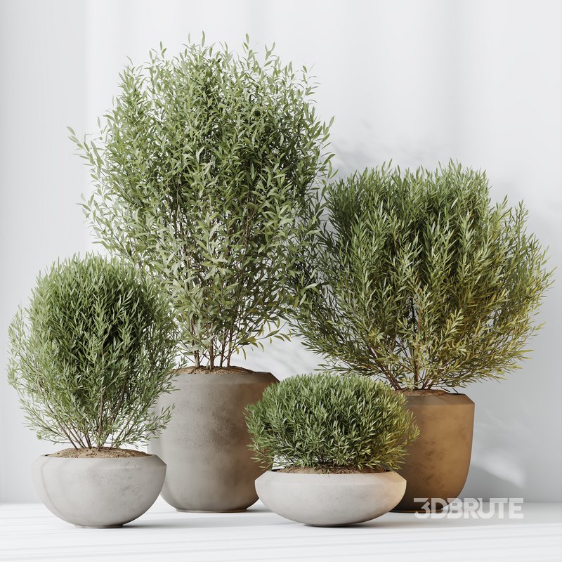 HQ HousePlants Mission Kalamata Leccino Arbequina Wilsonii Chemlali Olive Set 45 Image 3