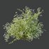 HQ Plants Gypsophila Paniculata Snowflake Breath - Thumbnail 5