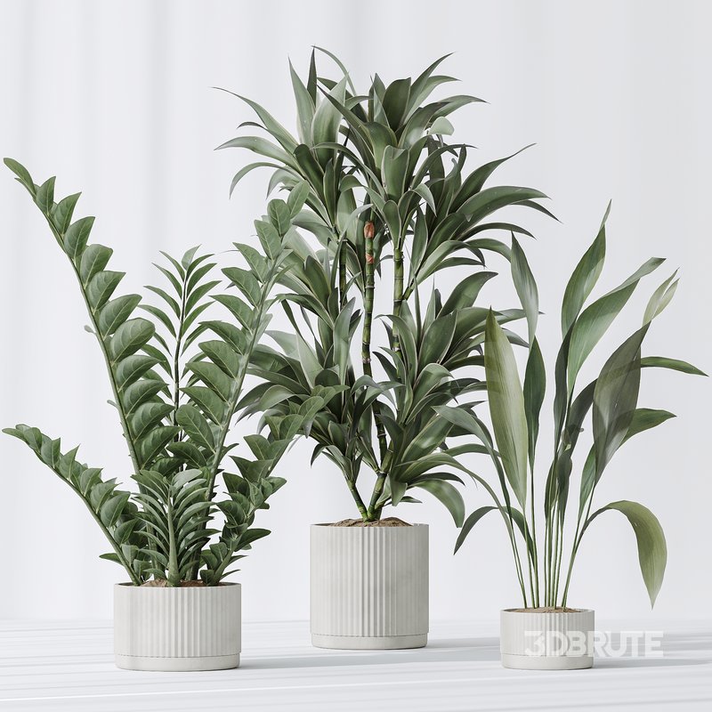 Indoor plants set 78 Chemlali Olive and ParadiseBird and Dracaena Image 4
