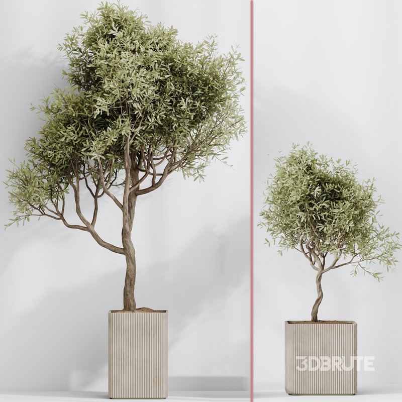 indoor plants set 95 Mission Kalamata Chemlali Olive and Ficus Image 4