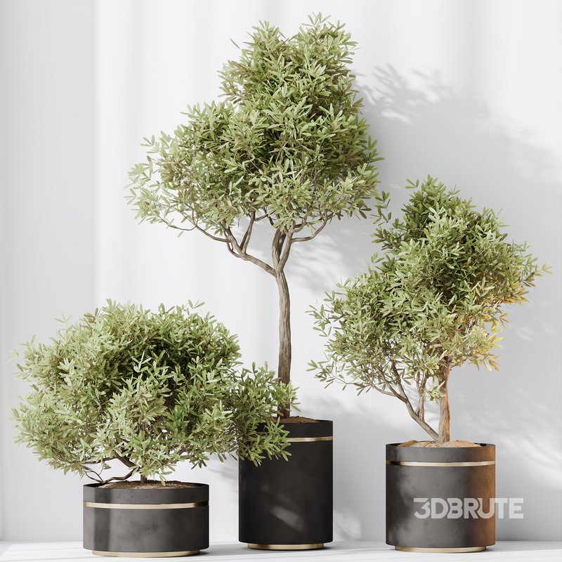 HQ HousePlants Mission Kalamata Leccino Arbequina Wilsonii Chemlali Olive Set 39 Image 4