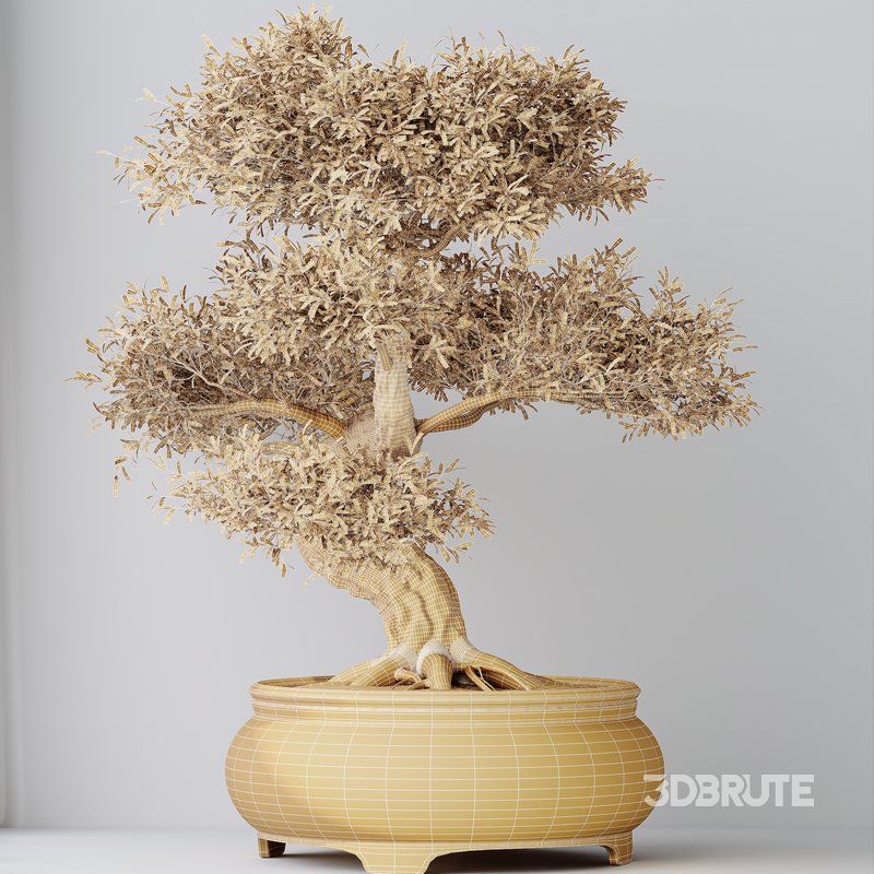 HQ HousePlants Mission Kalamata Leccino Arbequina Wilsonii Chemlali Olive Set 43 Image 4