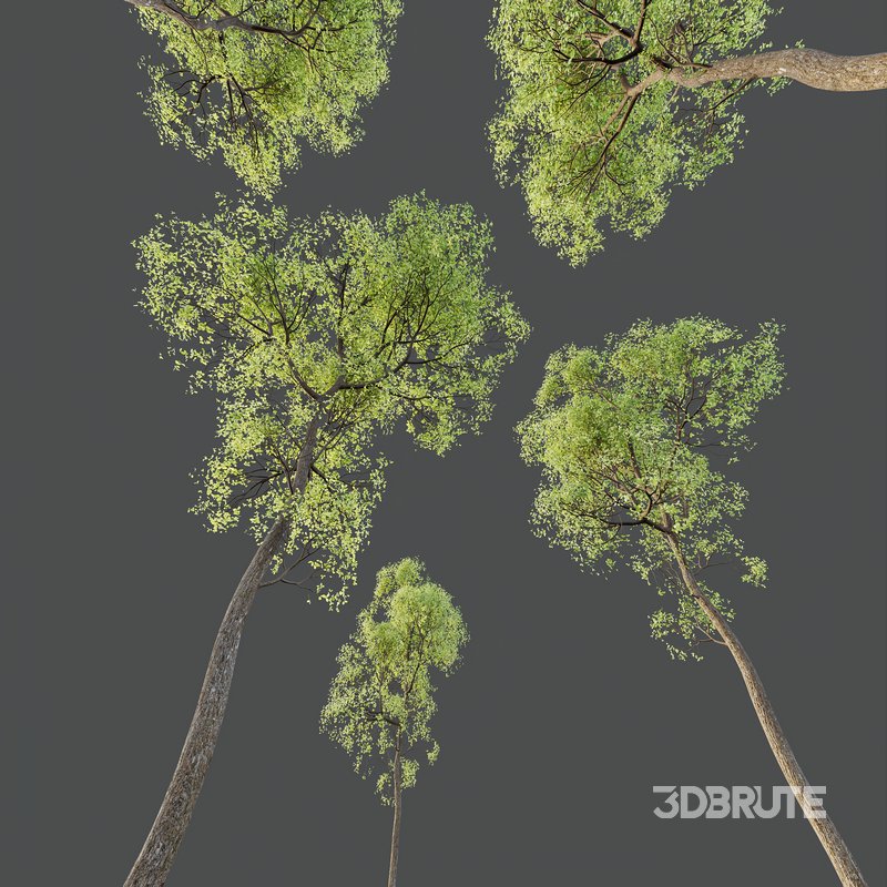 spring trees Shorea Robusta Sal Image 5