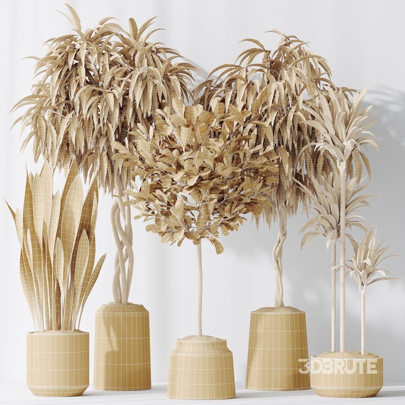 Indoor plants set 85 Ficus Binnendijkii and Indian Laurel Image 3