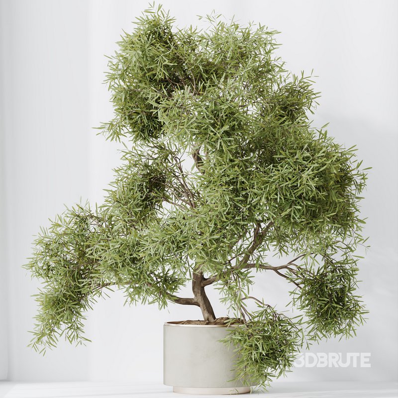 Indoor plant set 64 Image 5