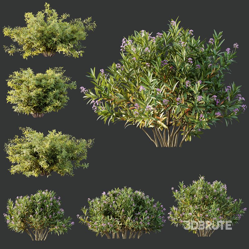 Phillyrea Angustifolia Rosemarinifolia and Oleander Laurier Kaner Rose Pink Image 4