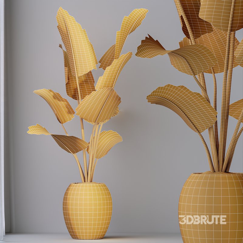 HQ HousePlants Bird Of Paradise Strelitzia Reginae Nicolai Image 5