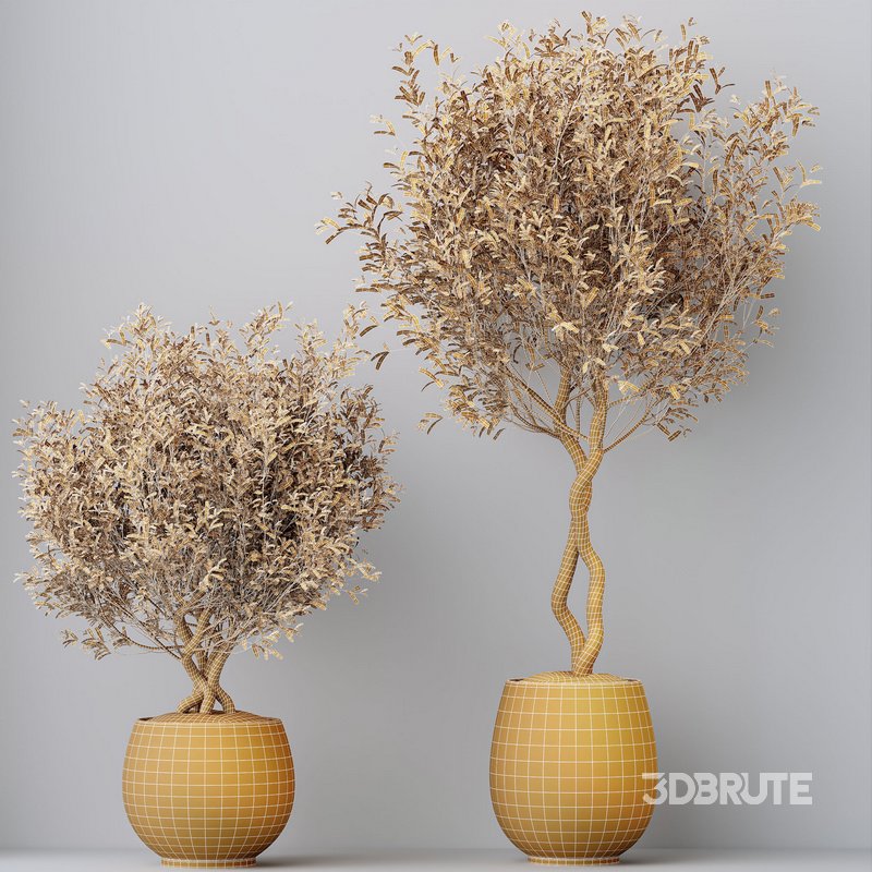 HQ HousePlants Mission Kalamata Leccino Arbequina Wilsonii Chemlali Olive Set 41 Image 4