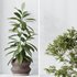 Indoor plants set 76 Wilsonii Chemlali Olive and Elegant Monstera and Ficus Microcarpa - Thumbnail 2