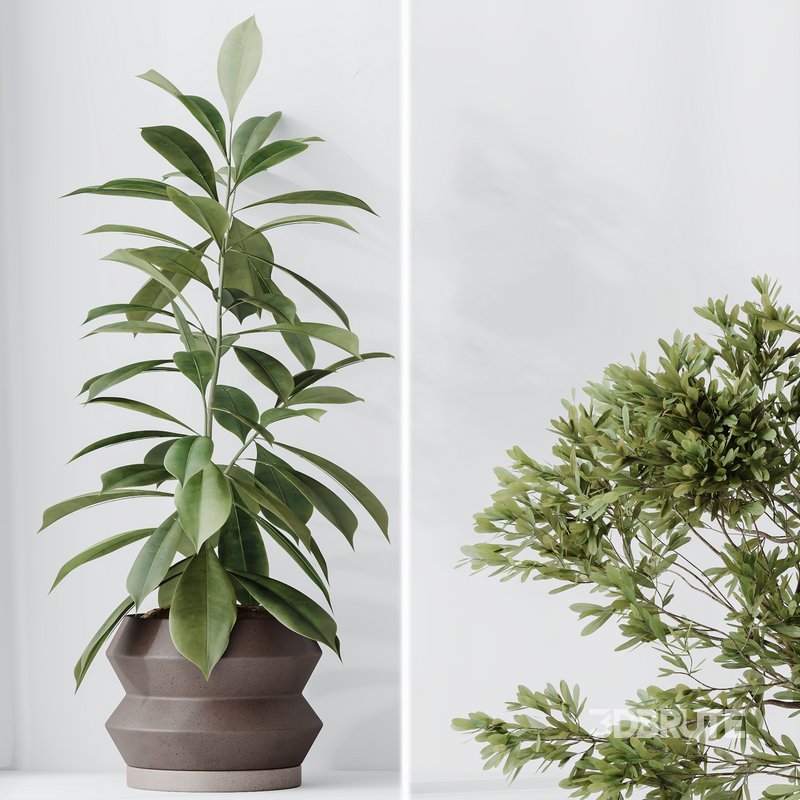 Indoor plants set 76 Wilsonii Chemlali Olive and Elegant Monstera and Ficus Microcarpa Image 2