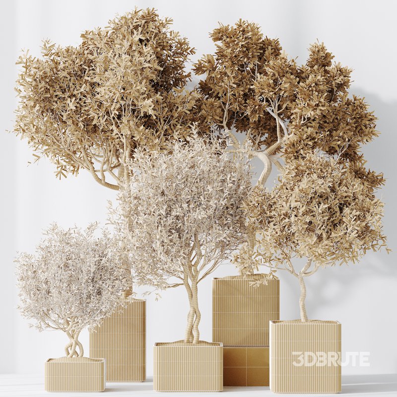 indoor plants set 95 Mission Kalamata Chemlali Olive and Ficus Image 5